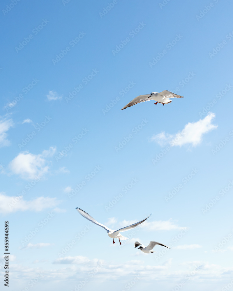 Beautiful sea gulls on a background of blue sky.