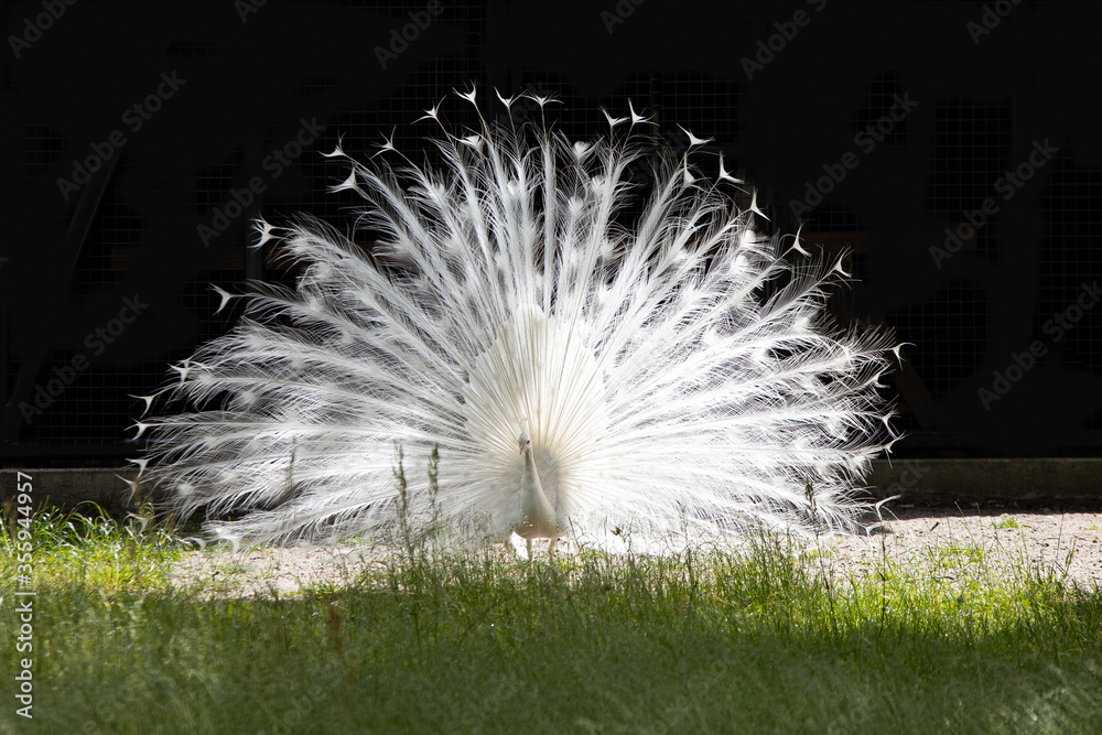 Obraz premium White peacock with beautiful feathers in sunlight