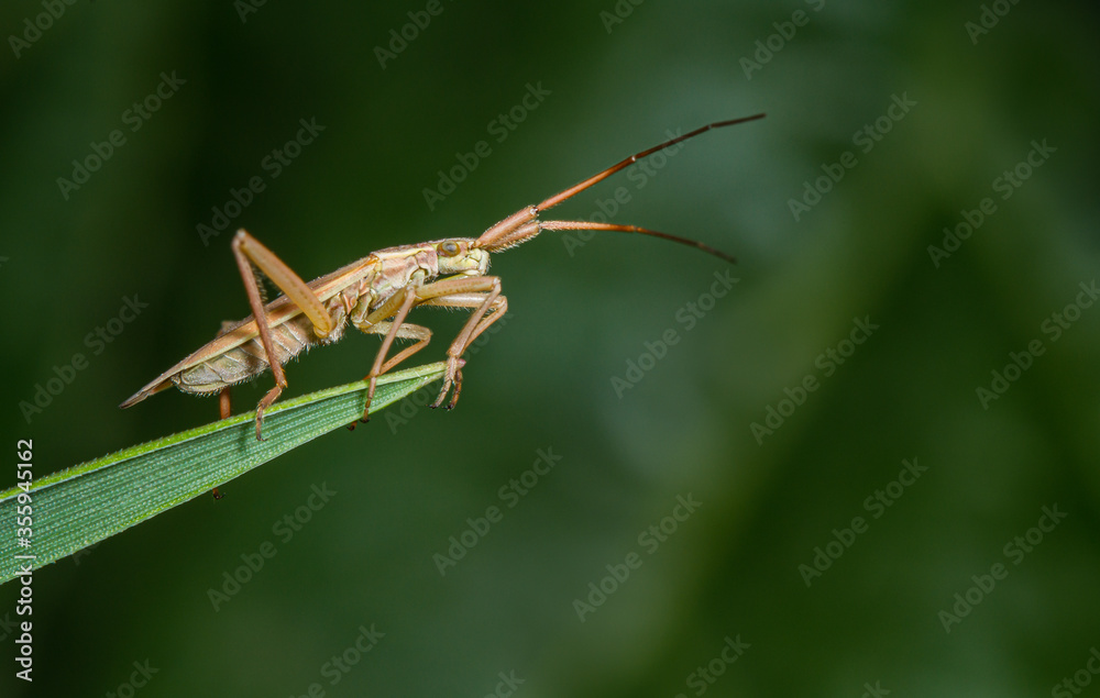 Close up of a capsid bug, Lygocoris pabulinus, on a blade of grass with a plain dark green background and copy space. Close up of a capsid bug, Lygocoris pabulinus, on a blade of grass with a plain dark green background and copy space.