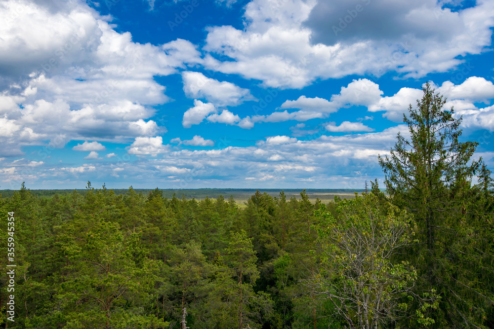 Fototapeta premium green field and blue sky