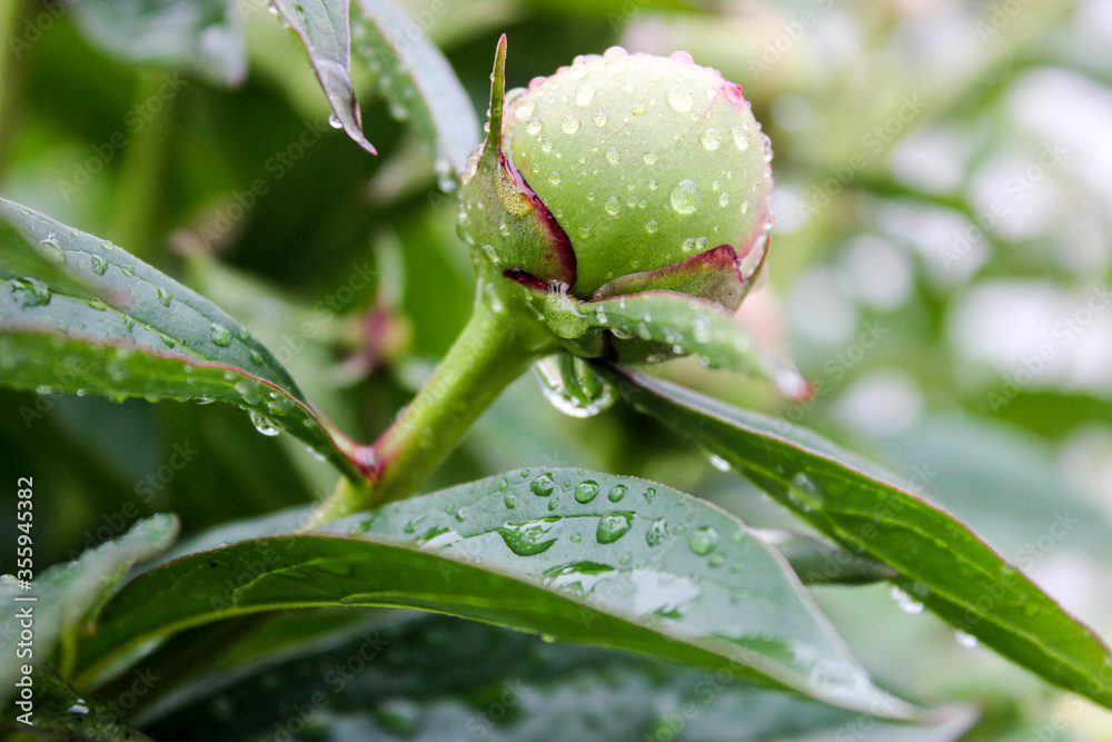 Unopened peony buds close up with raindrops Unopened peony buds close up with raindrops