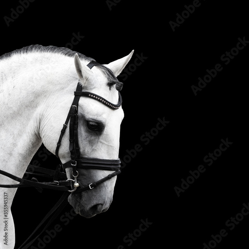 Gray andalusian or lusitano horse with black mane isolated on black background photo