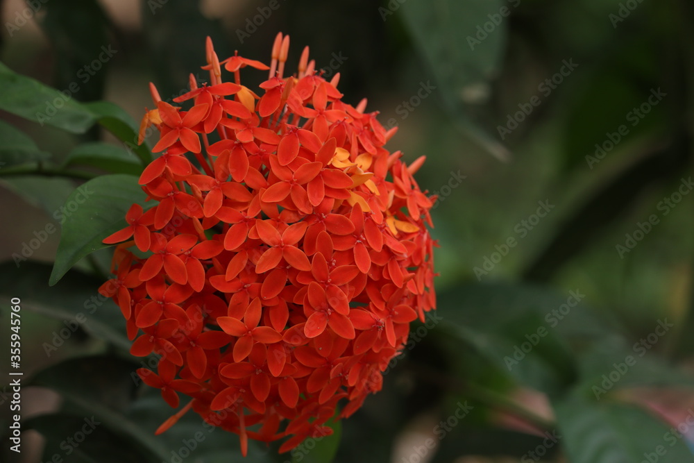 red ixora flower in a garden red ixora flower in a garden