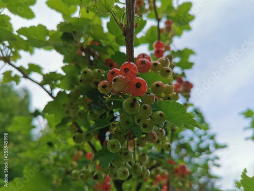 Rote Ribisel photo