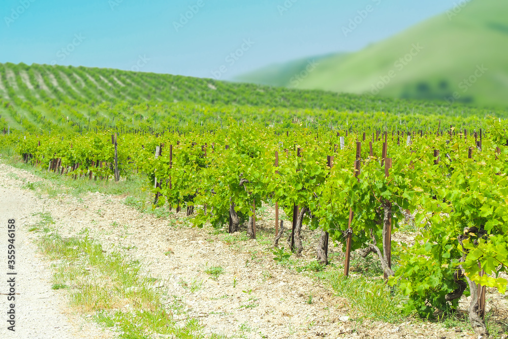 Mountain vineyard landscape, greenery scenic of vineyard