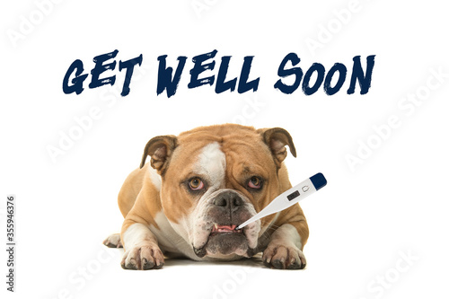 English bulldog looking at the camera with a thermometer in its mouth with text get well soon on a white background © Elles Rijsdijk