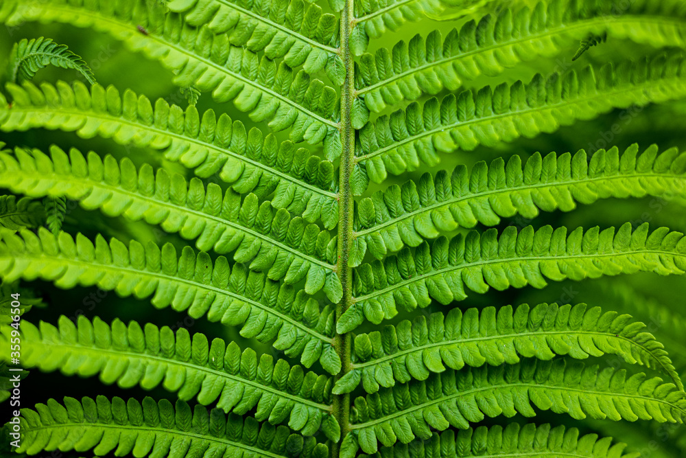 Polypodiopsida, Syn.: Filicopsida, Pteridopsida Polypodiopsida, Syn.: Filicopsida, Pteridopsida