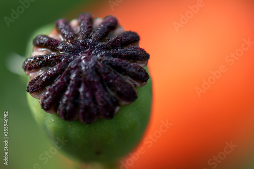 poppy seed head extreme close up 