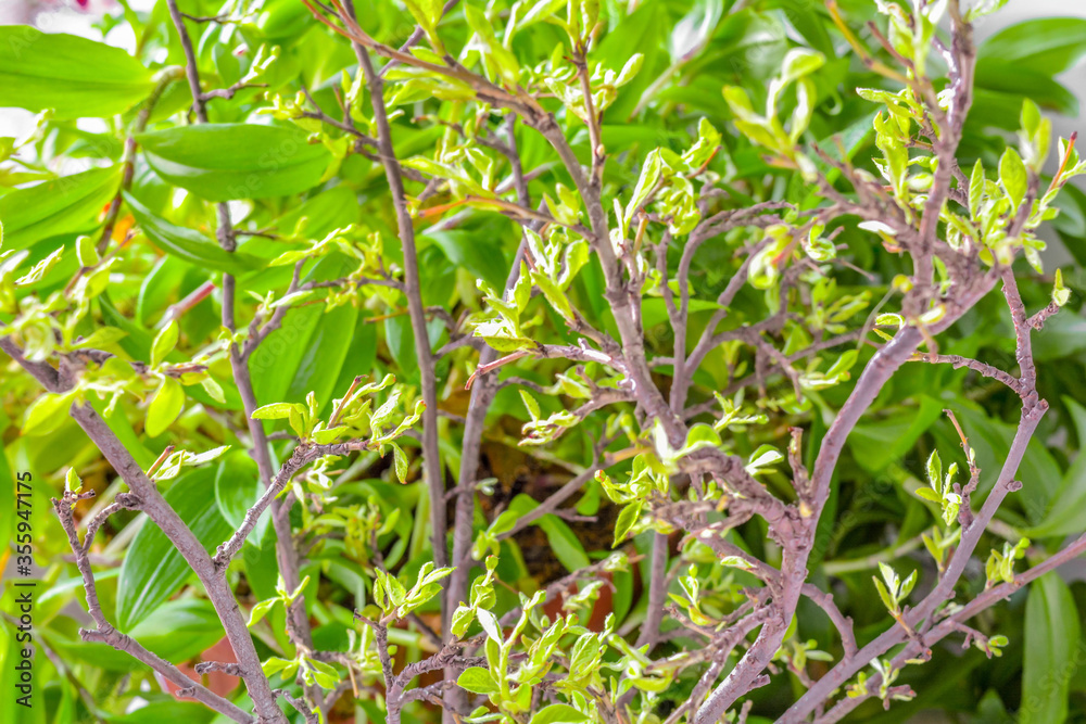 Spring branches with small green young leaves on green blurred background