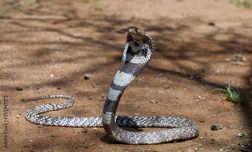 Royal cobra in Sri Lanka photo