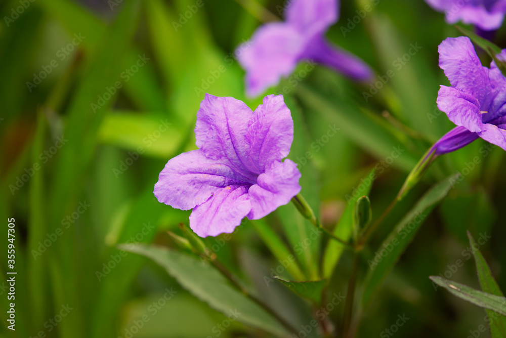 Beautiful purple flowers with a blurred green background.