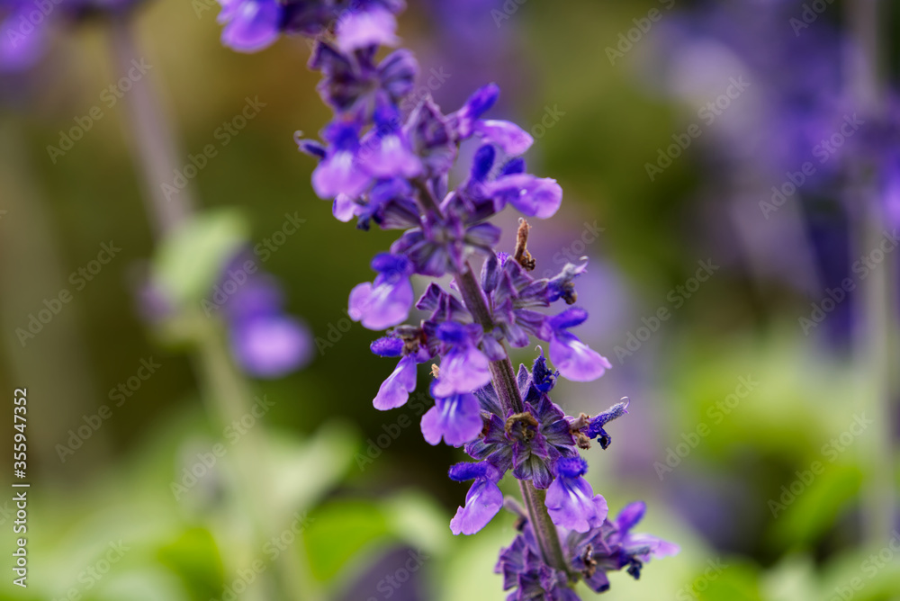 Beautiful purple flowers with a blurred green background. Beautiful purple flowers with a blurred green background.
