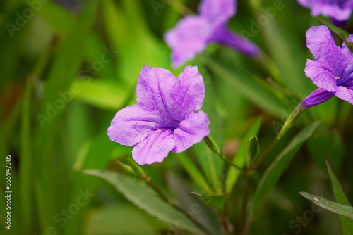 Beautiful purple flowers with a blurred green background.