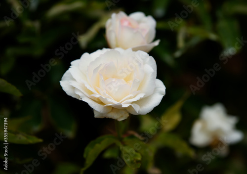 A beautiful perfect white rose with a dark background.