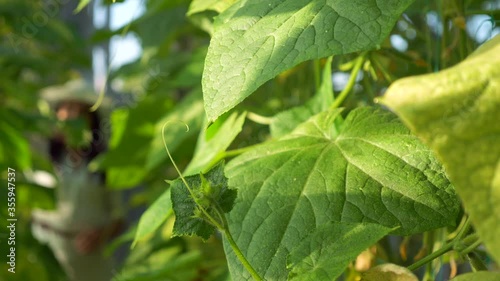 Wallpaper Mural Woman Picks Cucumbers in Greenhouse. Organic Farming. 2x Slow motion - 1/2 speed 60 fps Torontodigital.ca