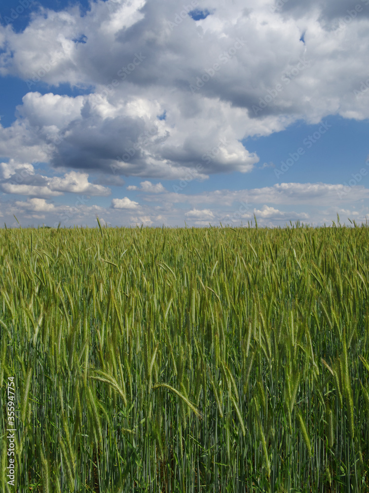 View of ripening green wheat field on a sunny day. White clouds on a blue sky View of ripening green wheat field on a sunny day. White clouds on a blue sky