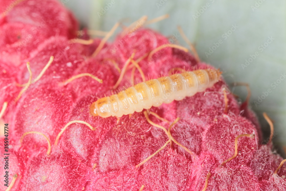 Larva of the raspberry beetle (Byturus tomentosus) on damaged fruit. It