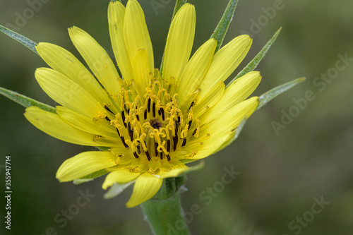 Closeup of yellow salsify flower