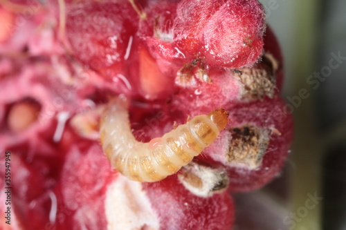 Larva of the raspberry beetle (Byturus tomentosus) on damaged fruit. It is a beetles from fruit worm family Byturidae a major pest affecting raspberry, blackberry and loganberry plants photo