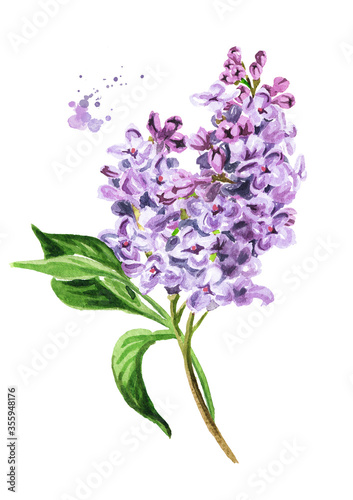 Lilac branch with flowers and leaves. Hand drawn watercolor illustration isolated on white background