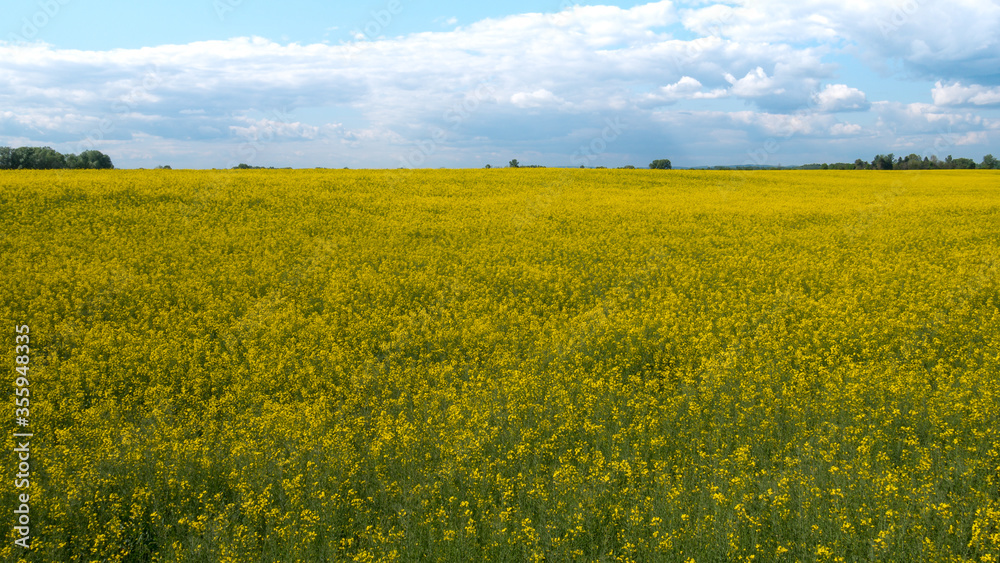 Vast field with yellow flowers and a cloudy sky