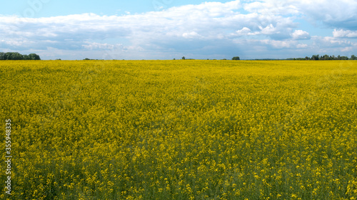 Vast field with yellow flowers and a cloudy sky © Embreuš Marko