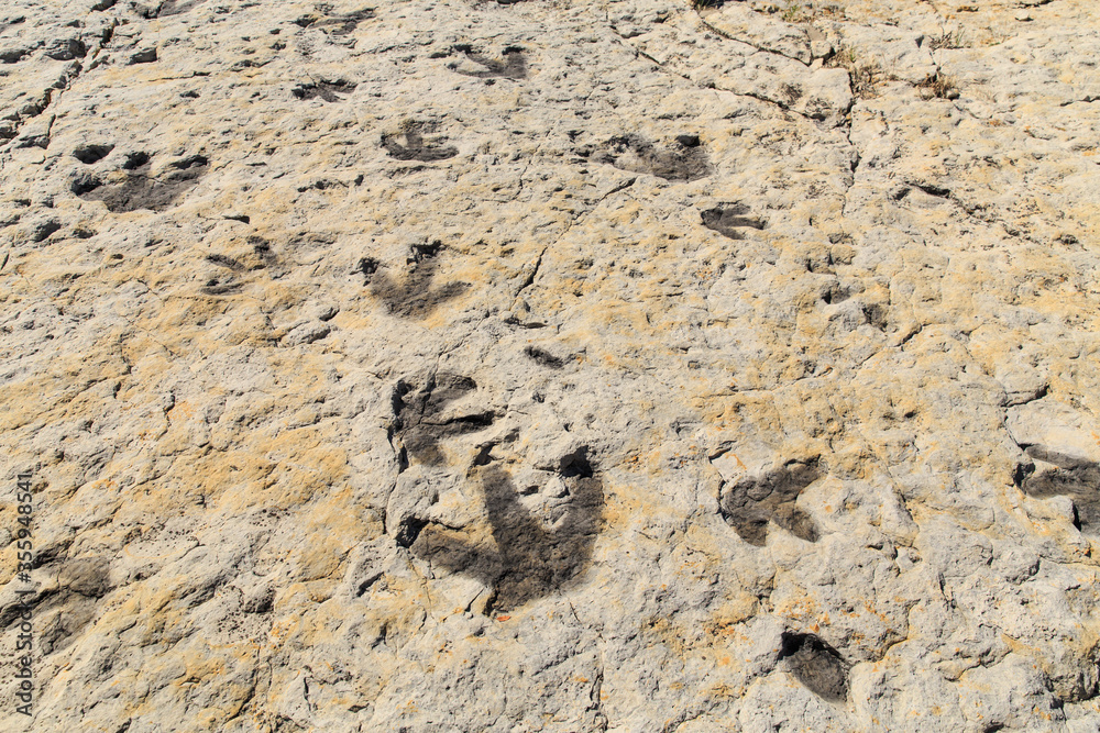 Dinosaur foot prints from what was once tidal flats on the shore of an ancient ocean in the Morrison Fossil Area National Natural Landmark, just outside of Denver Colorado, USA. Dinosaur foot prints from what was once tidal flats on the shore of an ancient ocean in the Morrison Fossil Area National Natural Landmark, just outside of Denver Colorado, USA.