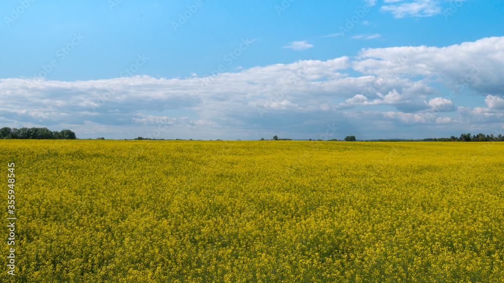 Vast field with yellow flowers and a cloudy sky