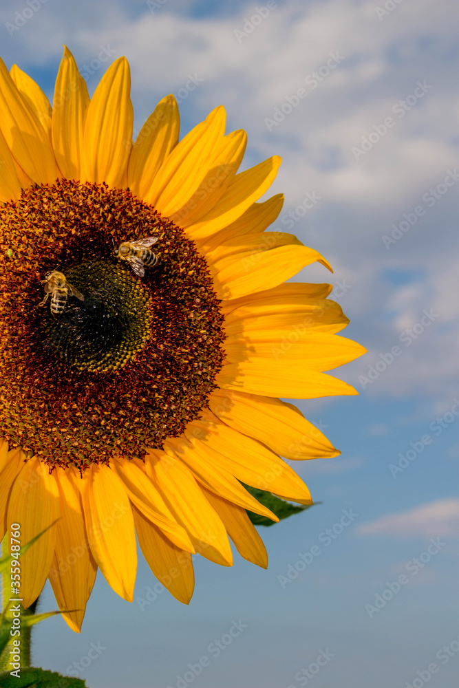 Naklejka premium Sonnenblume