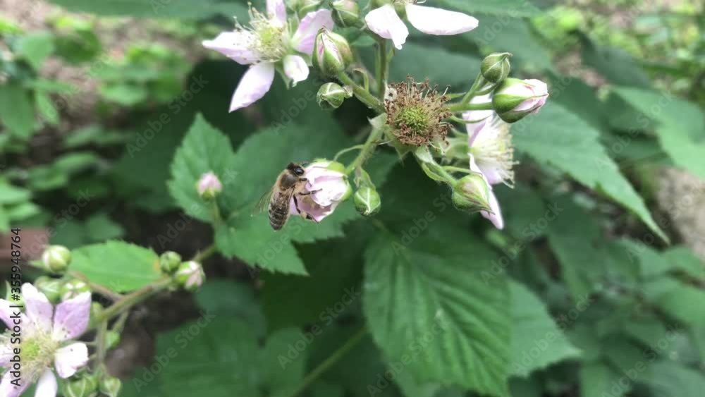 insect life, a bee collects pollen from a blackberry flower
