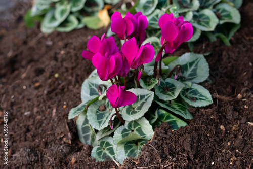 Just planted bright magenta colored cyclamen flowers with green leaves in the ground.Decoration flowerbed in the park by planting cyclamen flowers.