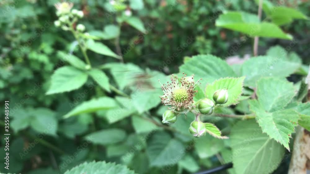 insect life, a beetle on a flower spreads its wings