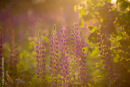 lupins in the field