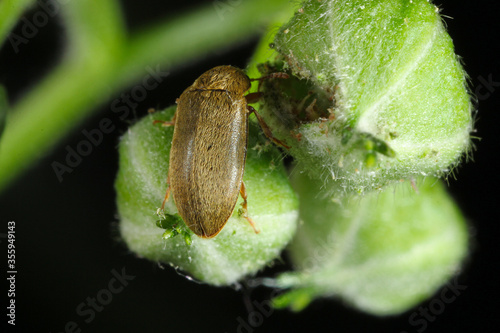 The raspberry beetle (Byturus tomentosus) on damaged flower buds of raspberries. It is a beetles from fruit worm family Byturidae a major pest affecting raspberry, blackberry and loganberry plants photo