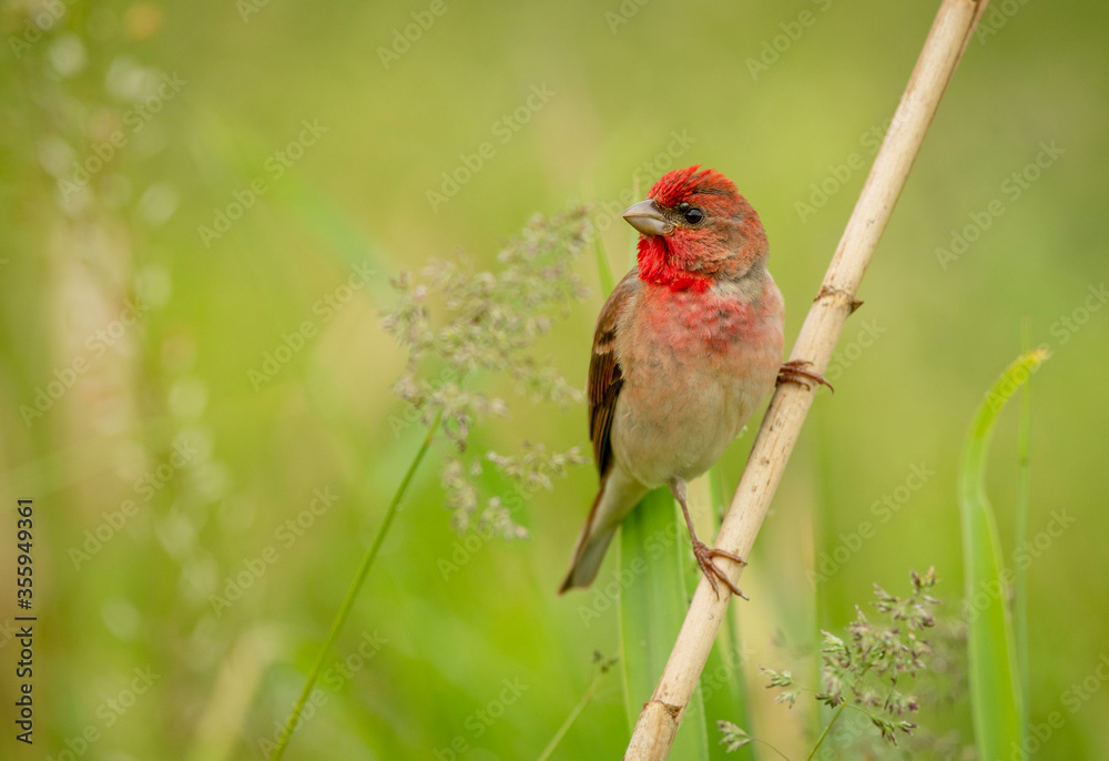 Common rosefinch ( carpodacus erythrinus ) male Common rosefinch ( carpodacus erythrinus ) male