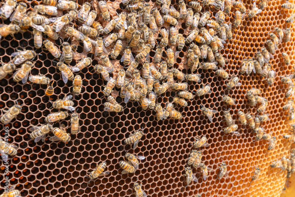 Hexagonal pattern of a comb of different shades of orange. Wax cells built by worker bees. Close-up of a honeycomb frame with busy bees caring for eggs laid by the queen bee. Apiary in Trentino, Italy Hexagonal pattern of a comb of different shades of orange. Wax cells built by worker bees. Close-up of a honeycomb frame with busy bees caring for eggs laid by the queen bee. Apiary in Trentino, Italy