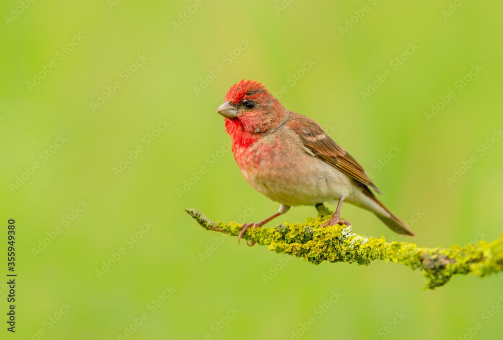 Common rosefinch ( carpodacus erythrinus ) male