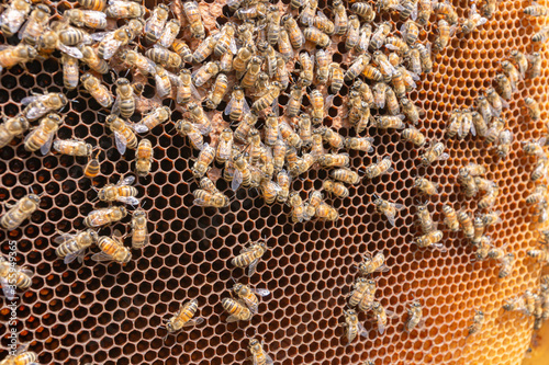 Hexagonal pattern of a comb of different shades of orange. Wax cells built by worker bees. Close-up of a honeycomb frame with busy bees caring for eggs laid by the queen bee. Apiary in Trentino, Italy