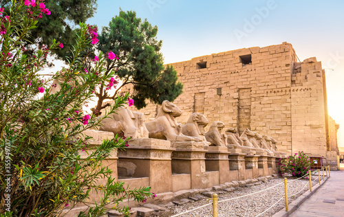 Photo Sphinxes and flowers