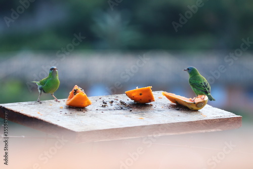 bird in a cage