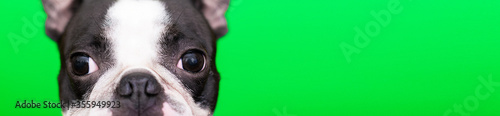 The sly happy face of the Boston Terrier looks out on a green background. Banner.