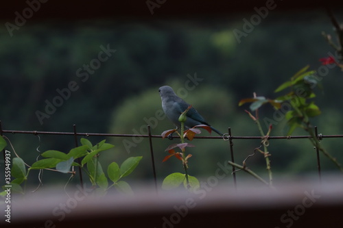 bird on a branch