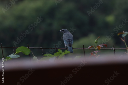 bird on a fence