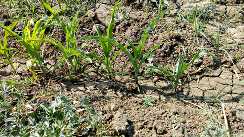 plant, agriculture, green, garden, onion, vegetable, spring, field, nature, soil, growth, farm, garlic, growing, organic, young, grow, leaf, food, dirt, gardening, crop, ground, row, land, corn