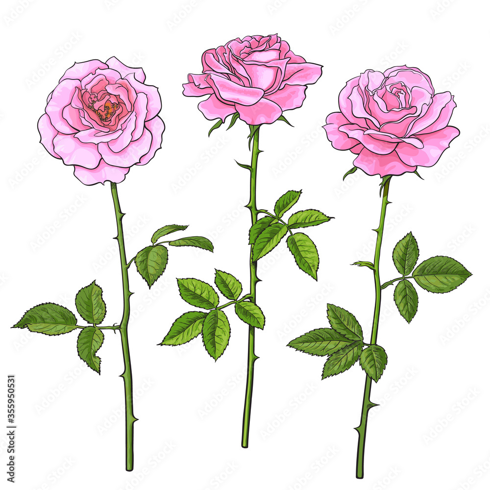 Three pink roses with leaves and stems. Realistic hand drawn vector illustration isolated on white background Three pink roses with leaves and stems. Realistic hand drawn vector illustration isolated on white background