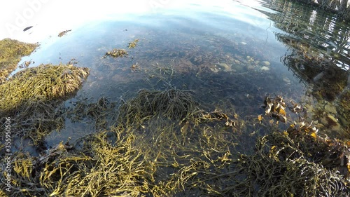 seaweed on sea shore getting washed gently by slow ocean ripples photo