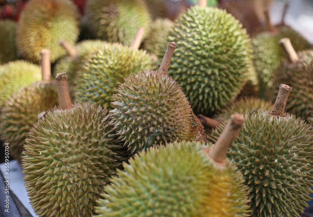 Fresh durian by gardening system,Durian plantation, Durians are the king of fruits and can be grown in the right Tropical area only,Asean country is the best product place. Fresh durian by gardening system,Durian plantation, Durians are the king of fruits and can be grown in the right Tropical area only,Asean country is the best product place.