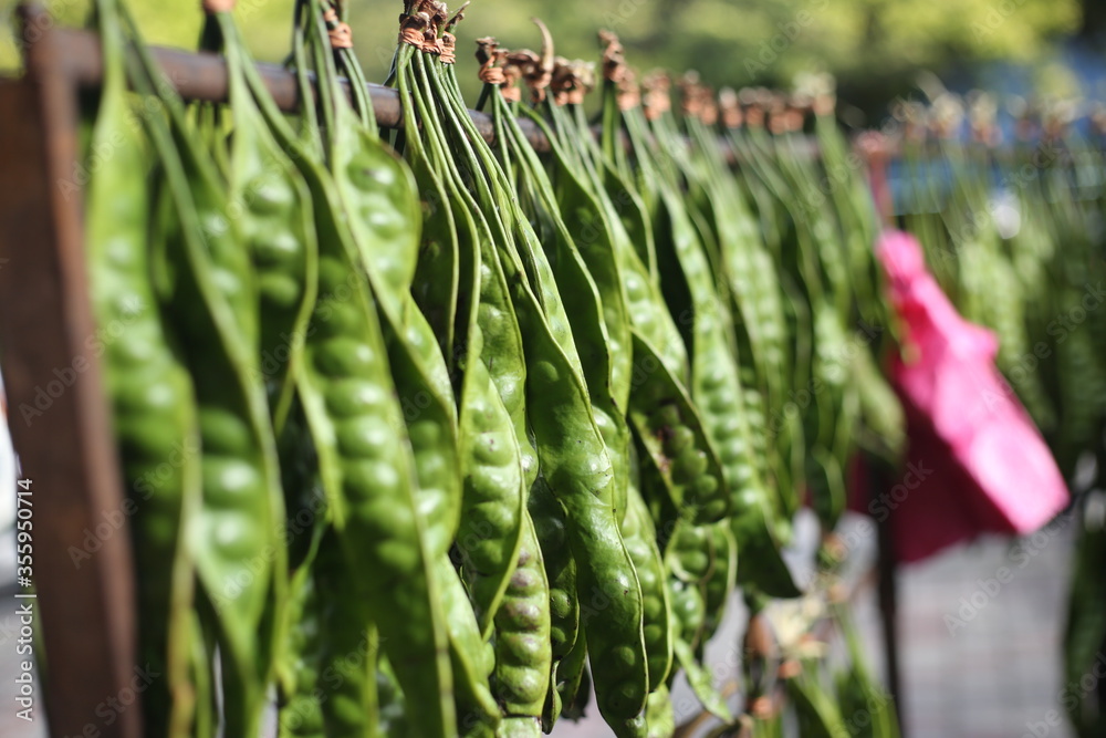 Fototapeta premium Petai, pete or mlanding (Parkia speciosa) is a tropical annual tree from the tribe of legumes (Fabaceae), the petai-petai (Mimosoidae) tribe.