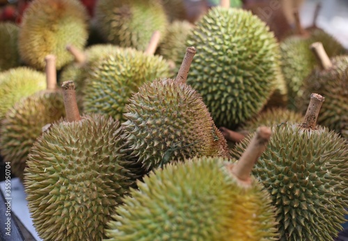 Fresh durian by gardening system,Durian plantation, Durians are the king of fruits and can be grown in the right Tropical area only,Asean country is the best product place. © Adam