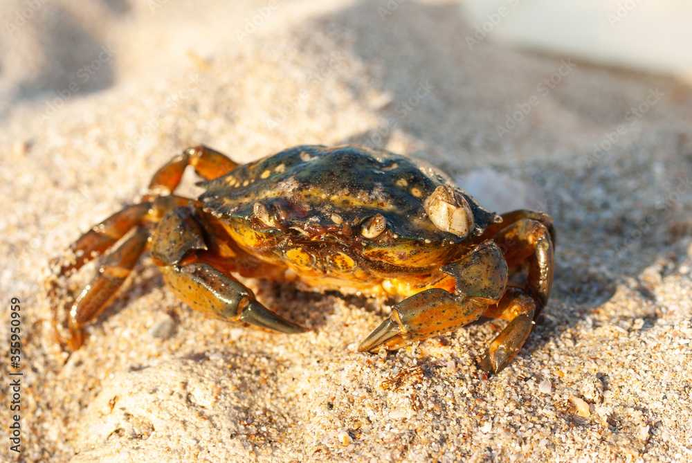 Close-up of a crab on Mezhvodnoe beach